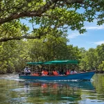 Mangrove Boat Ride