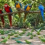 Parrot Island
